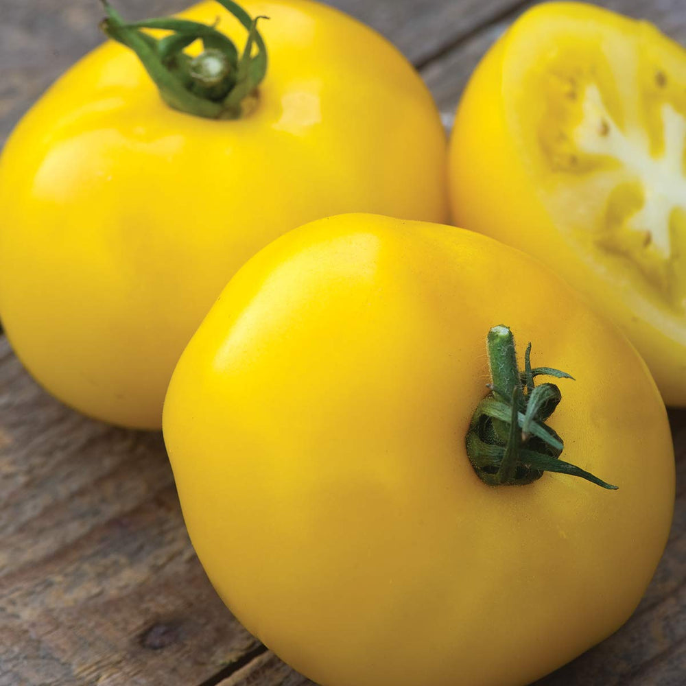 Yellow beefsteak tomatoes on Burpee Sunny Boy vines, ideal for slicing.