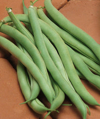 Burpee White Half Runner pods closeup shows tender green beans ready to pick.