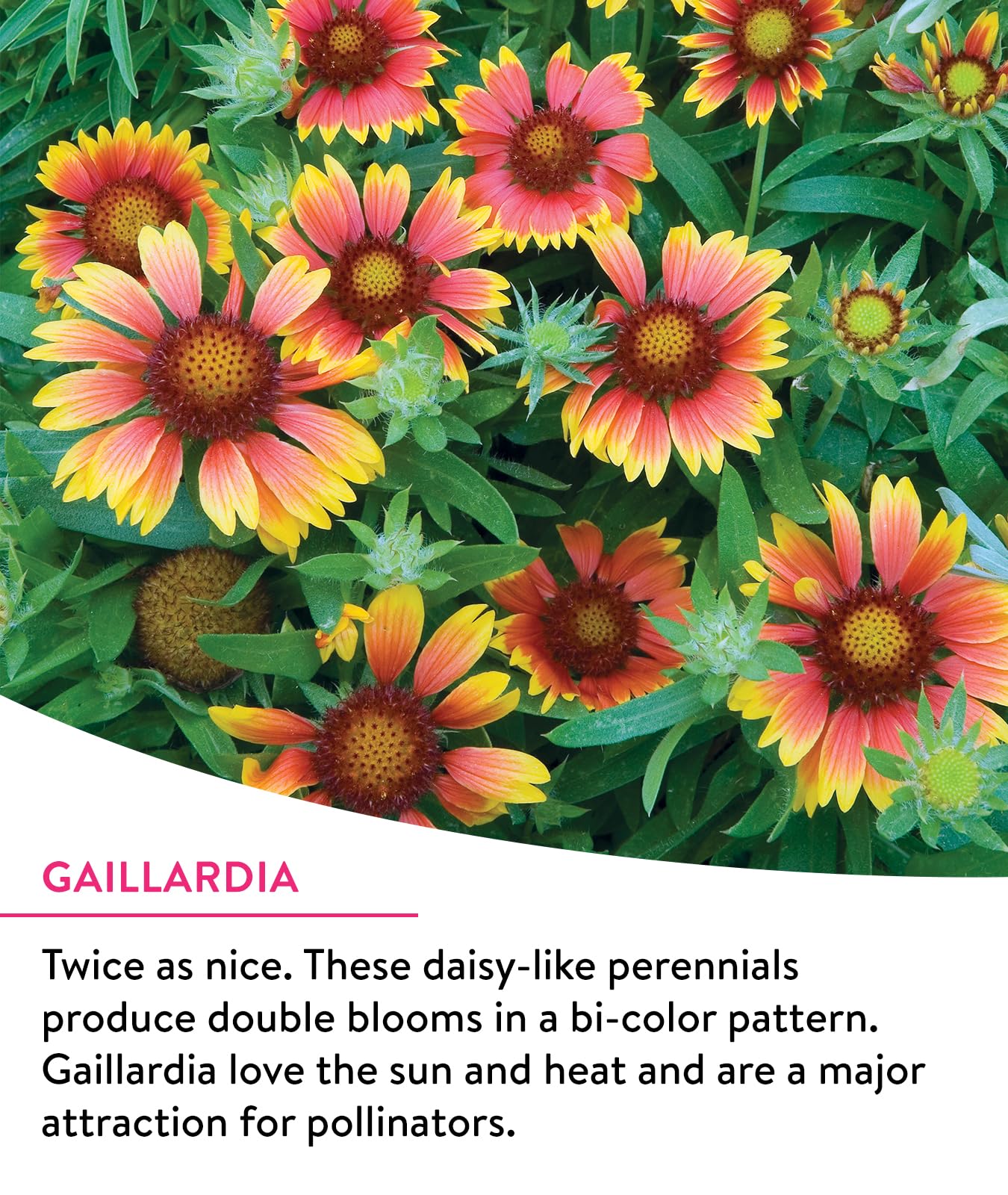 Burpee wildflower mix bloom closeup showcases diverse colors and nectar-rich petals.