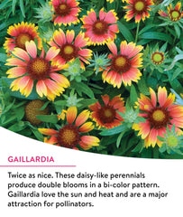 Burpee wildflower mix bloom closeup showcases diverse colors and nectar-rich petals.