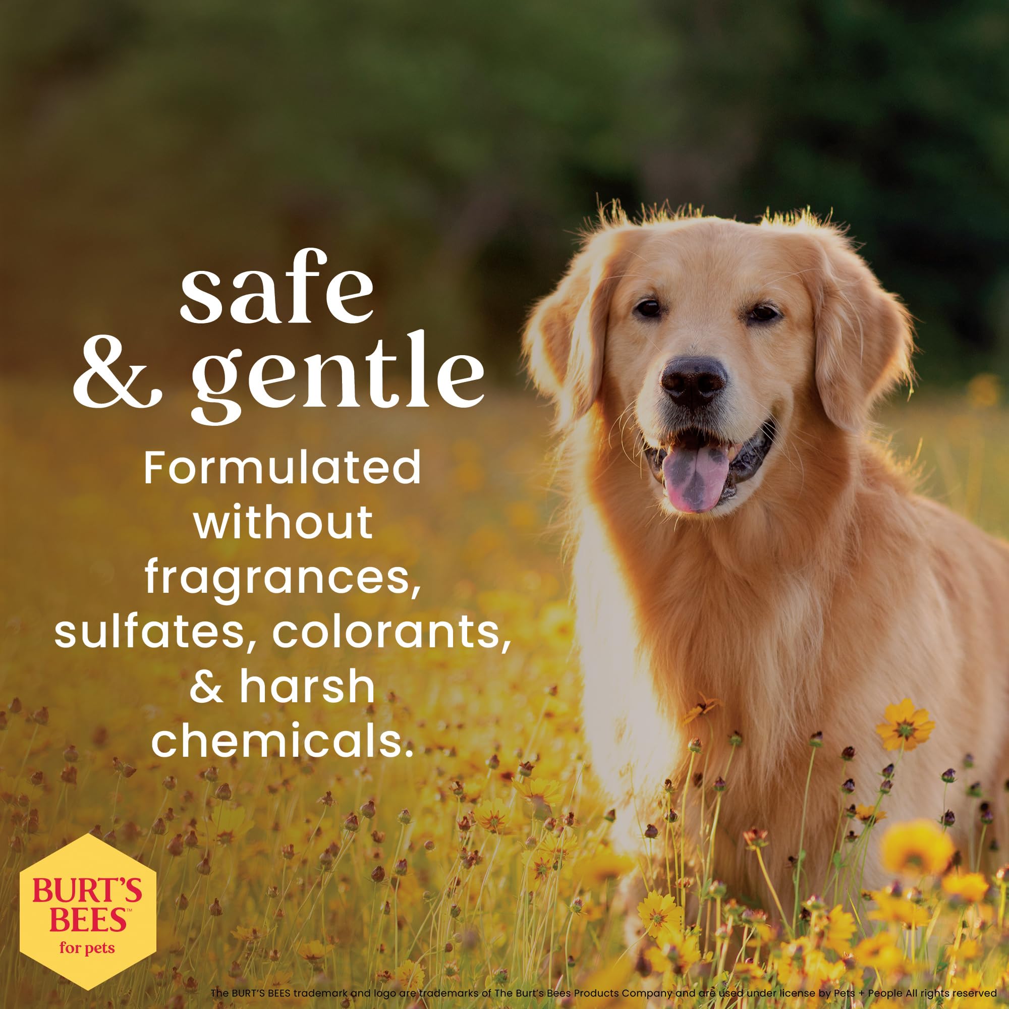 Burt's Bees for Pets post-wash coat looks soft