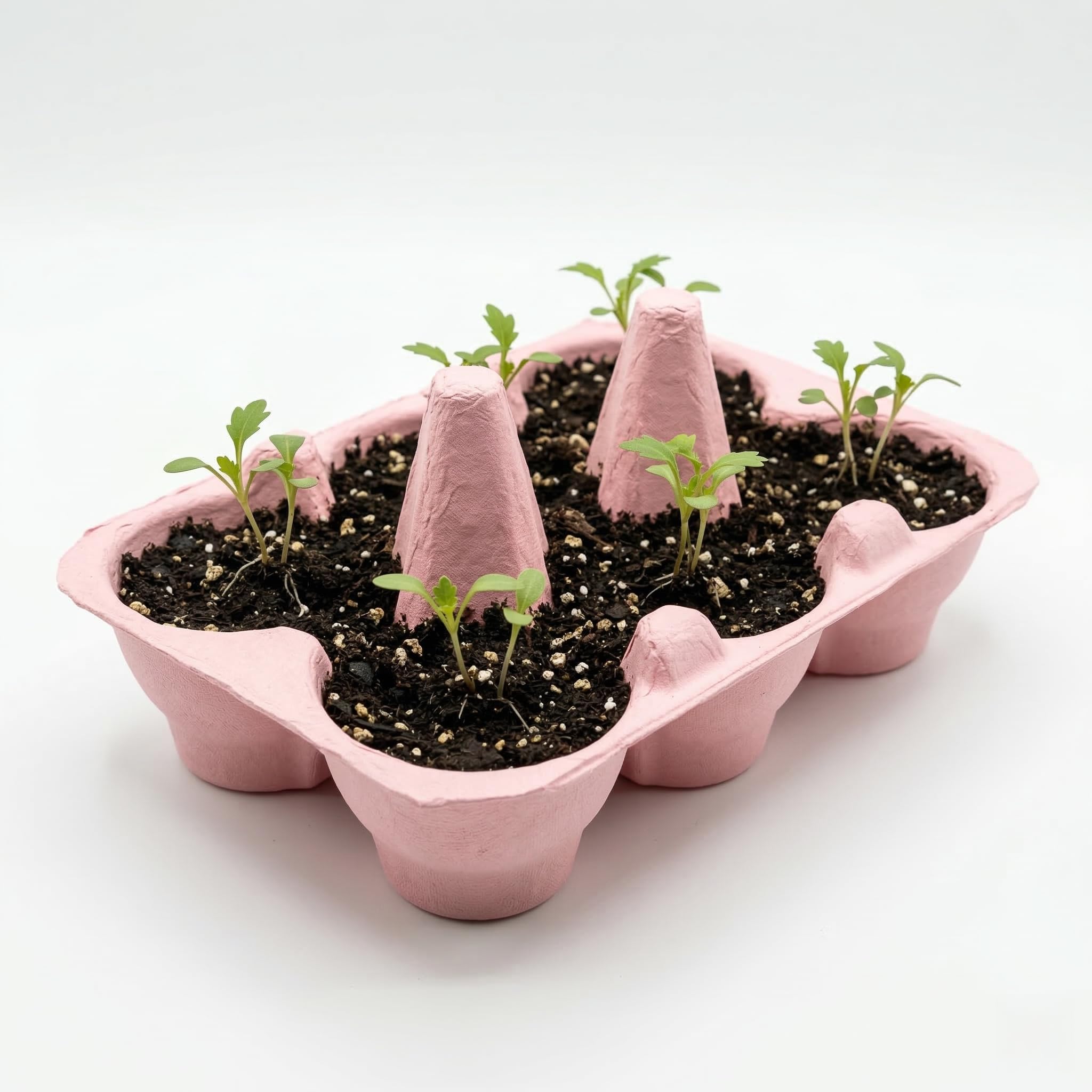 BUZZY eco-friendly egg cartons showcase sustainable seed starter materials.