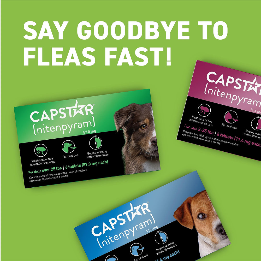 Dog shown after Capstar treatment with comfort and relief.