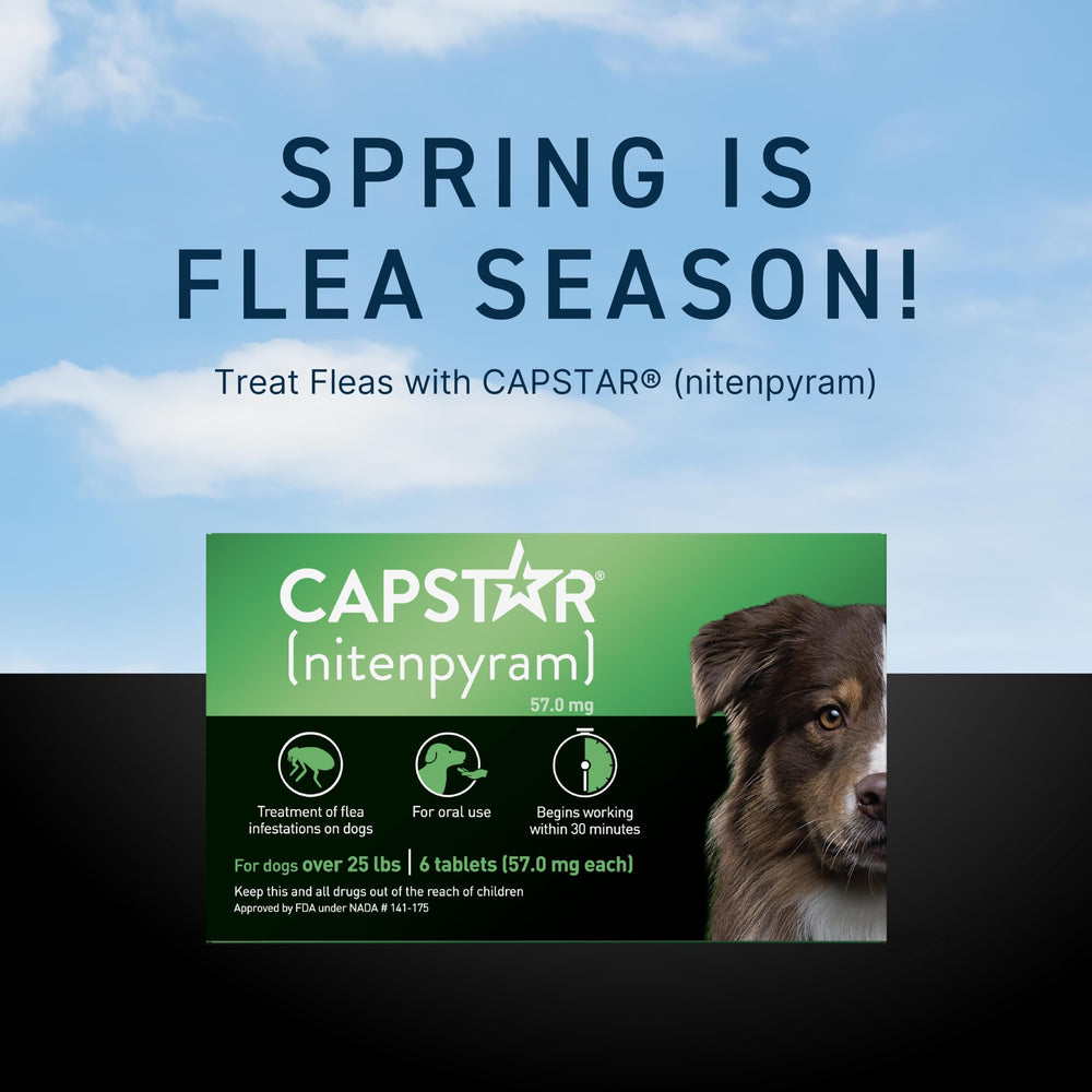Capstar tablets ready to administer at home for quick relief.