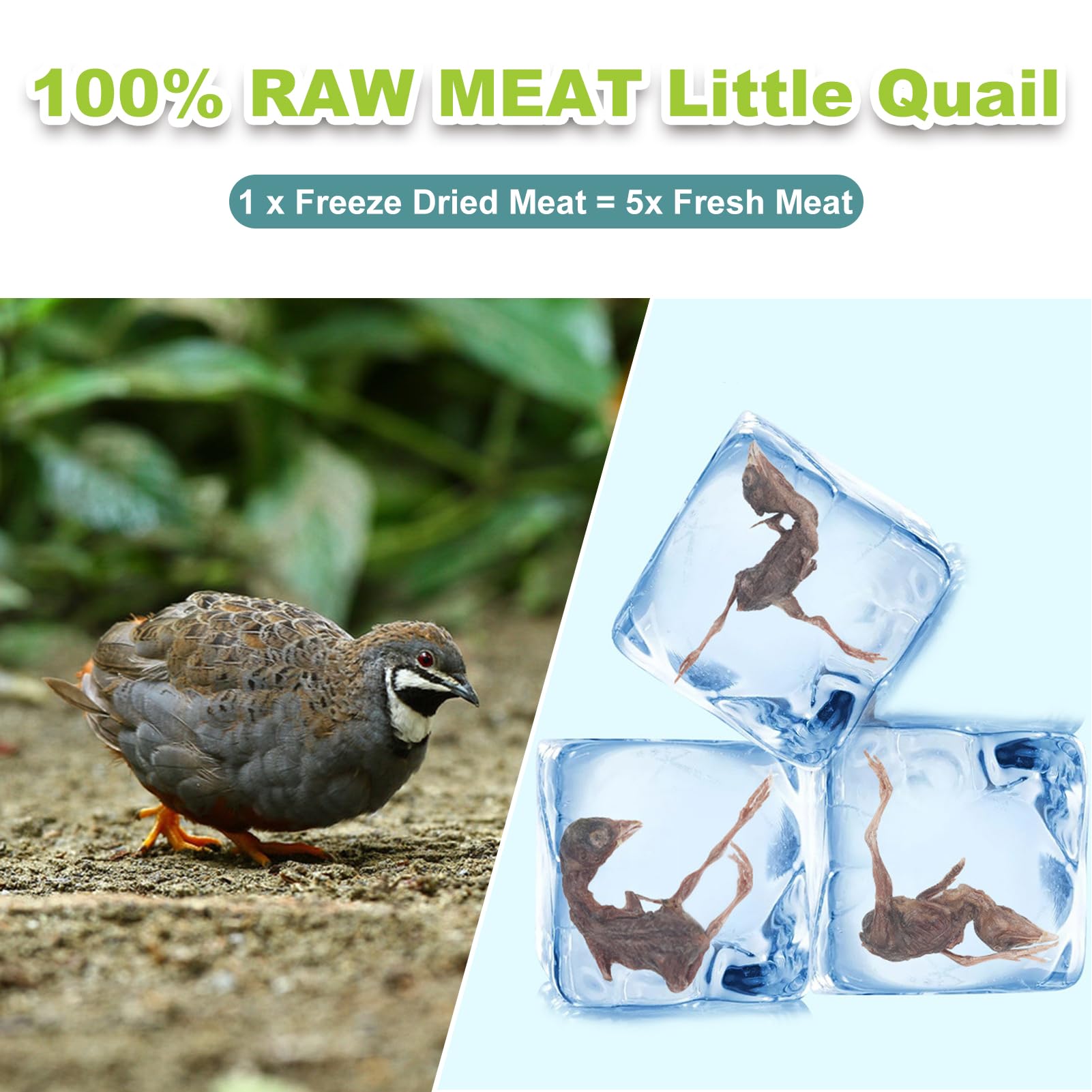 Capuca quail treats beside a cat’s bowl, ideal grain-free reward.