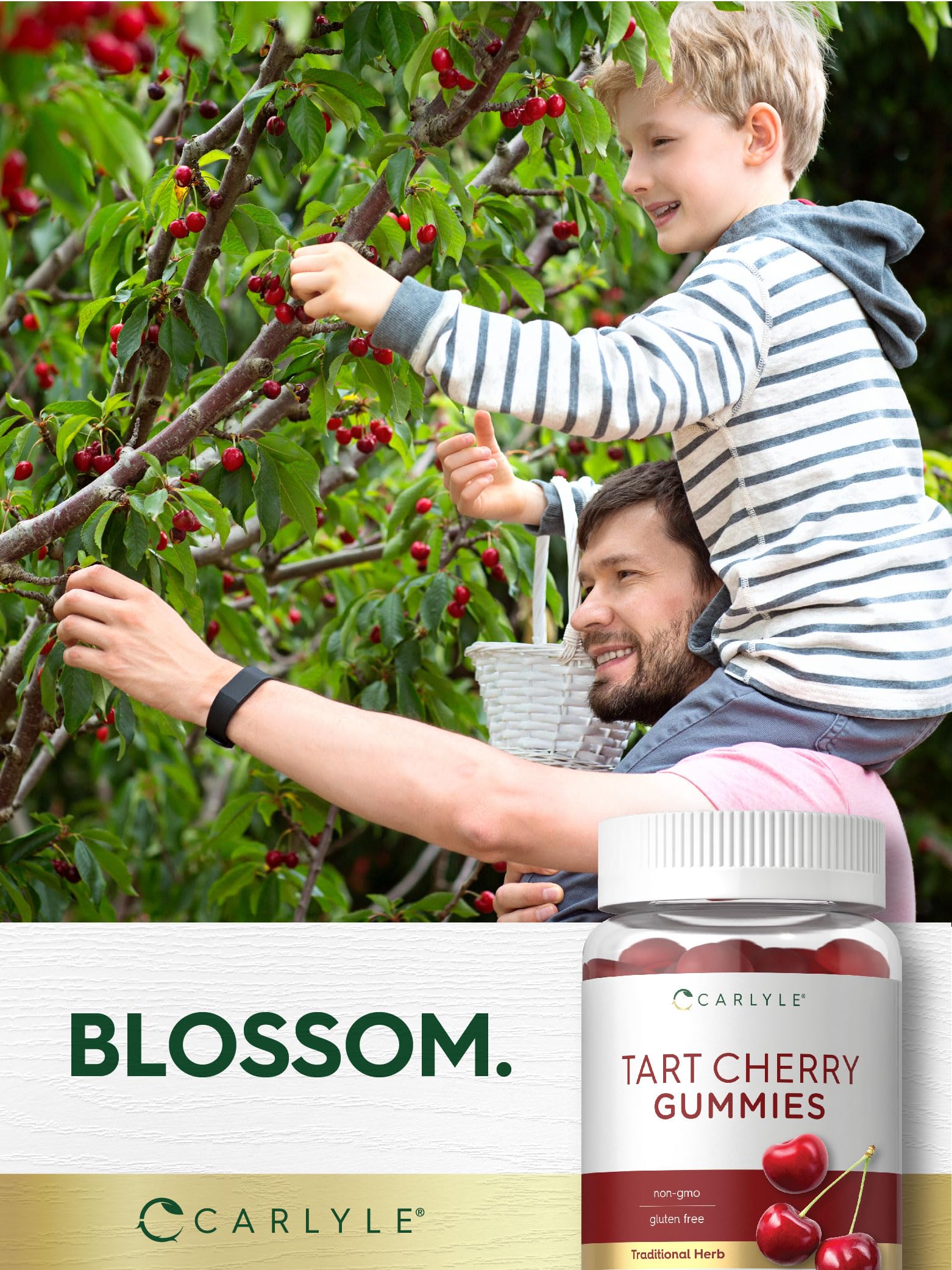 Carlyle Tart Cherry Gummies fruity aroma suggests a pleasant daily ritual
