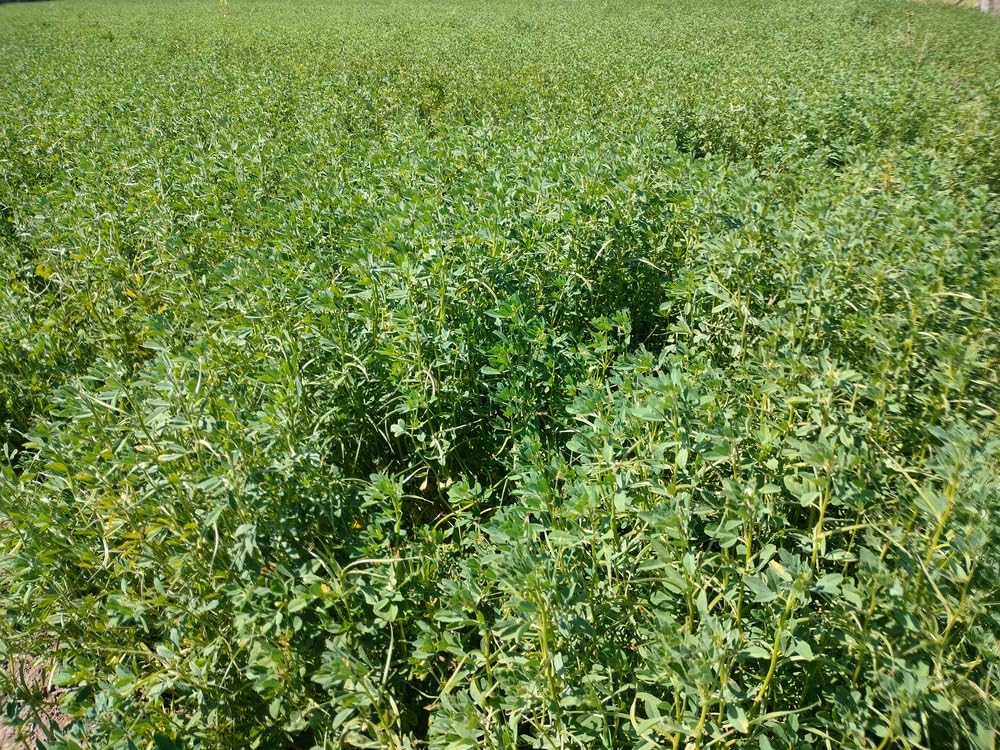 Carmel Organics fenugreek seeds for pickles and curries
