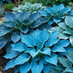 Close-up of Carpet Creeping hosta flowers with delicate petals.