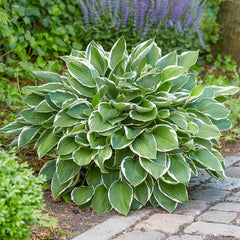 Carpet Creeping hosta blooms begin in late spring for vibrant outdoor spaces.