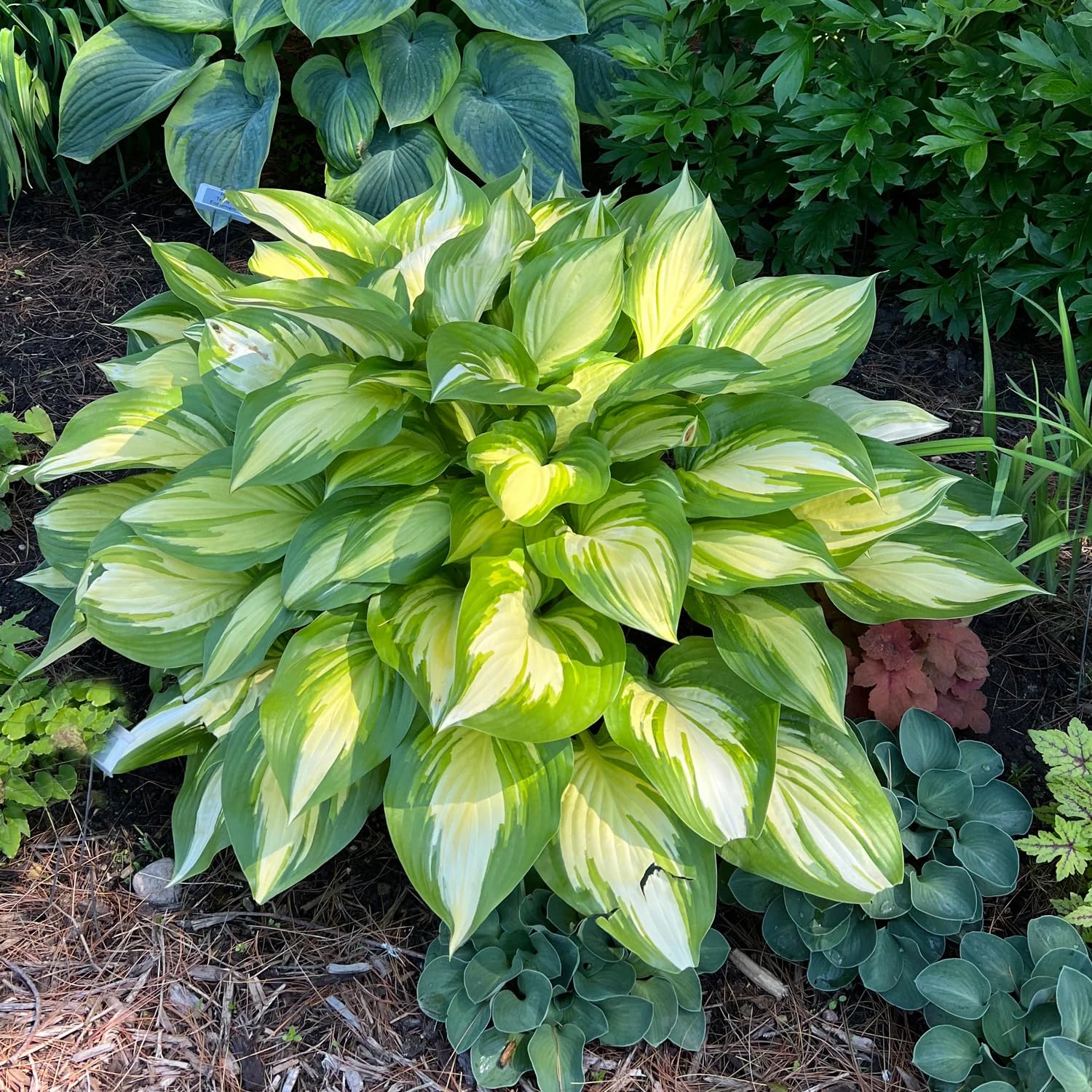 Carpet Creeping hosta thrives in clay, loam, or sandy soils with minimal amendment.