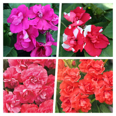 Carpet Creeping Impatiens provide bushy growth for borders and pots.
