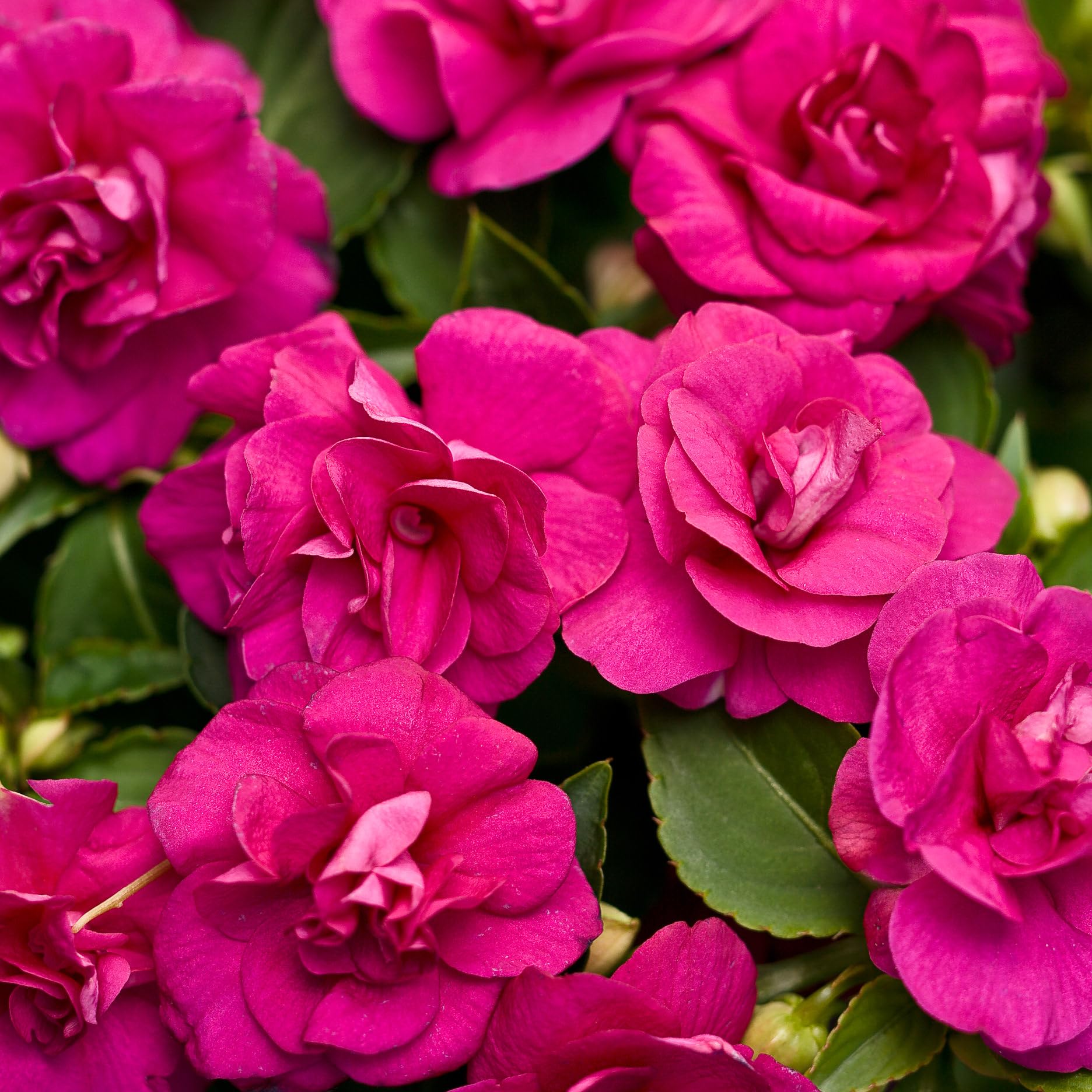Carpet Creeping Impatiens bloom from late spring to fall.