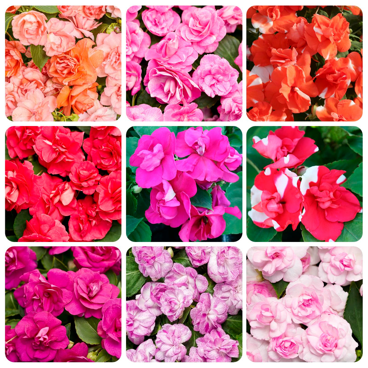 Carpet Creeping Impatiens mixed colors brighten garden beds.