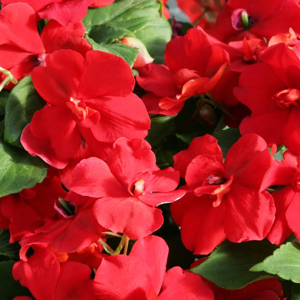 Carpet Creeping Impatiens thrive in shade for dark corners.