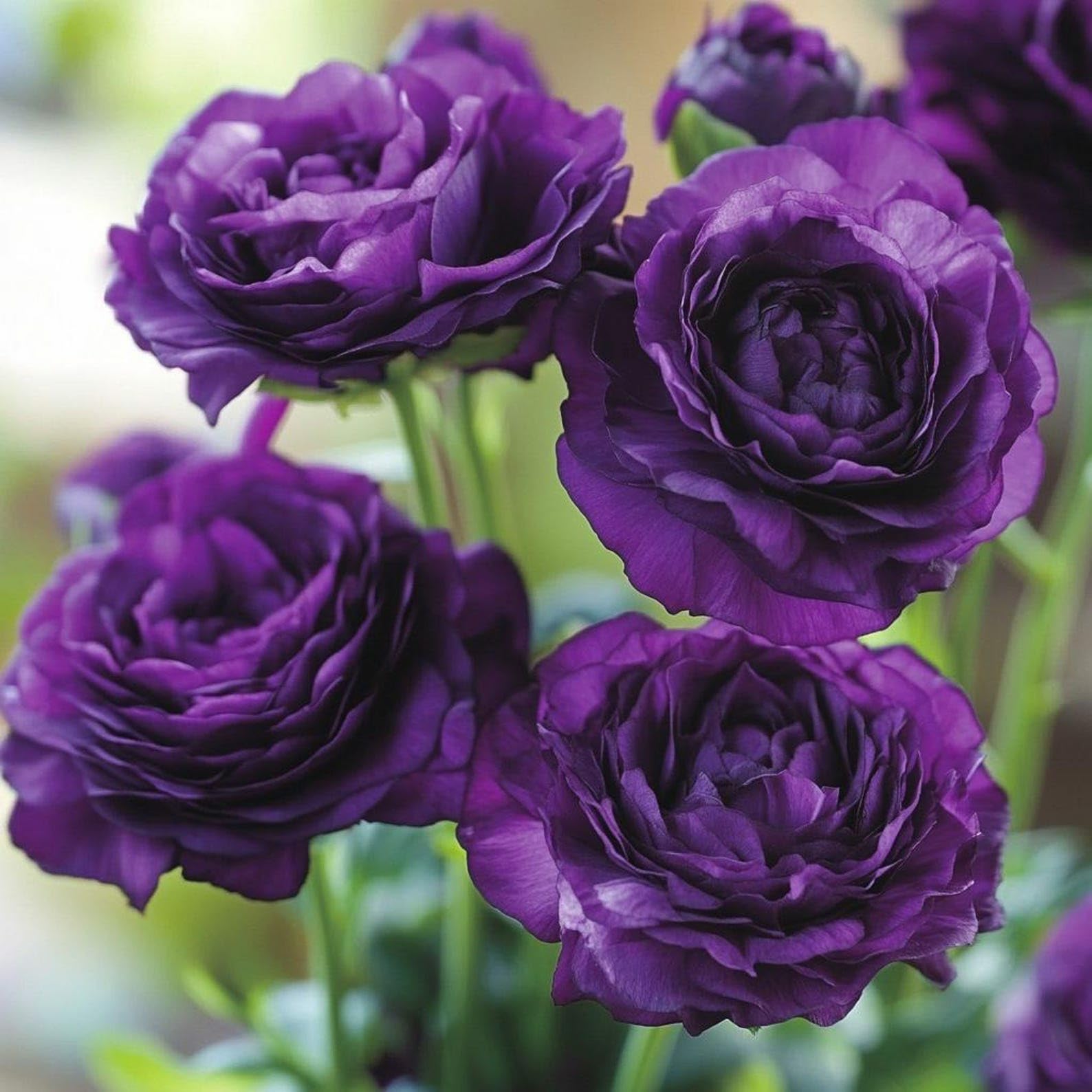 Carpet Creeping lisianthus thrive in versatile garden settings.