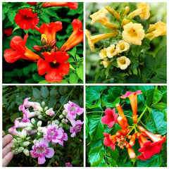 Carpet Creeping Madame Galen trumpet vine attracts hummingbirds around lush blooms.