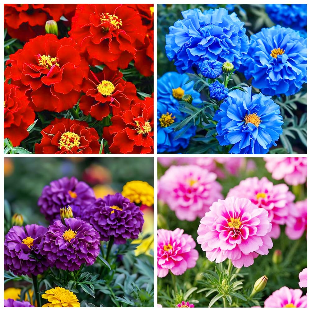 Carpet Creeping marigold seeds bundle adds vibrant color to beds