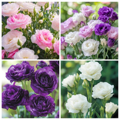 Carpet Creeping mixed lisianthus seeds add vibrant color to outdoor beds.