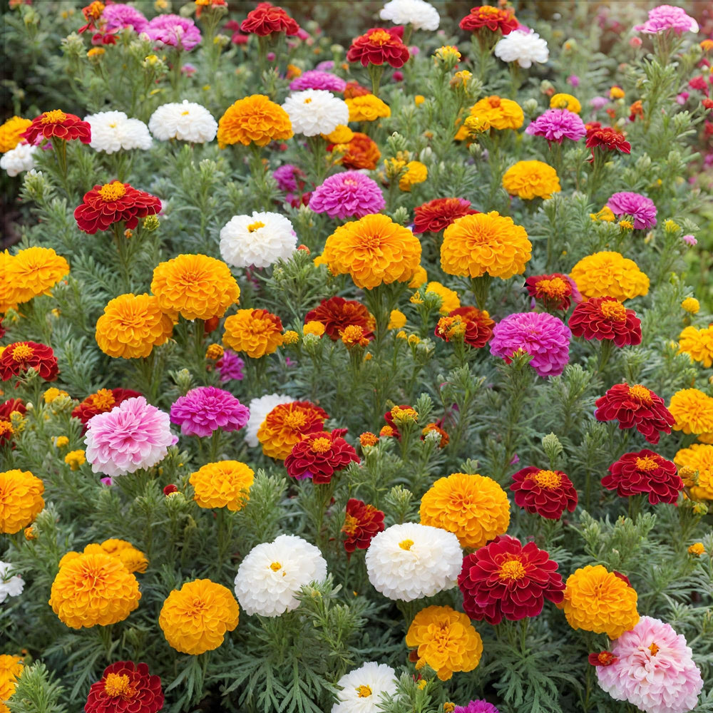 Bees and butterflies attracted to Carpet Creeping marigold blooms
