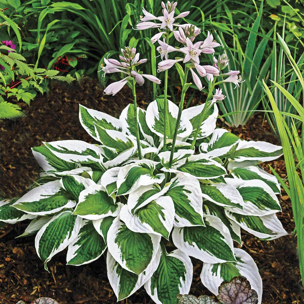 Carpet Creeping Hosta seeds shade-garden ideal for ground-cover and moisture-friendly spaces