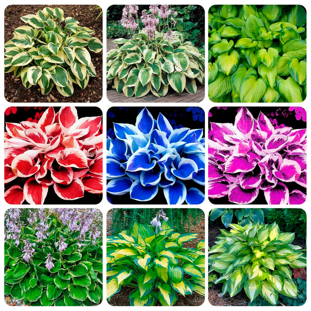Carpet Creeping Hosta seeds sprouting-seedling demonstrates lush foliage in low light
