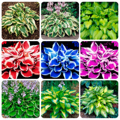 Carpet Creeping Hosta seeds sprouting-seedling demonstrates lush foliage in low light