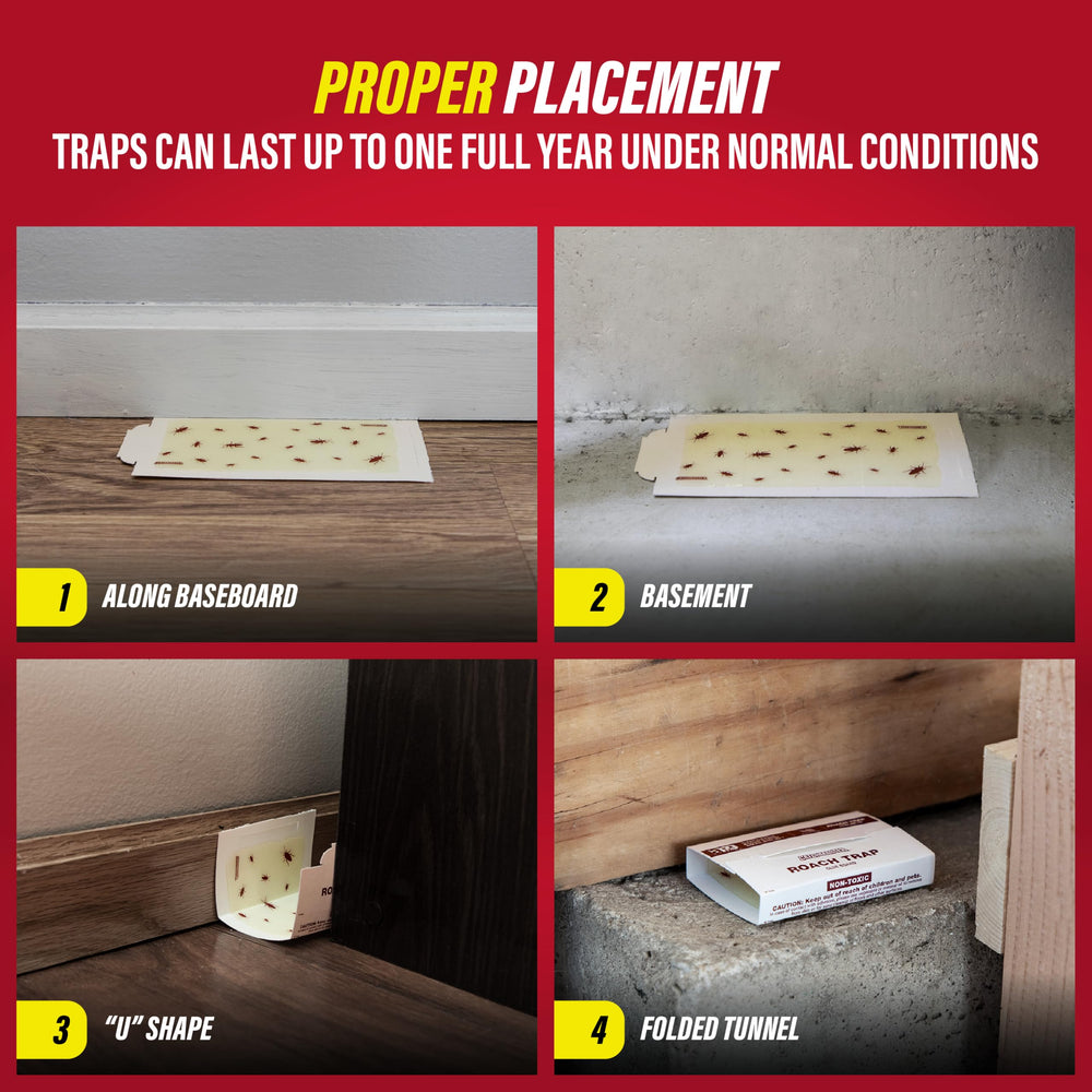 Catchmaster glue board showing indoor insect capture in homes