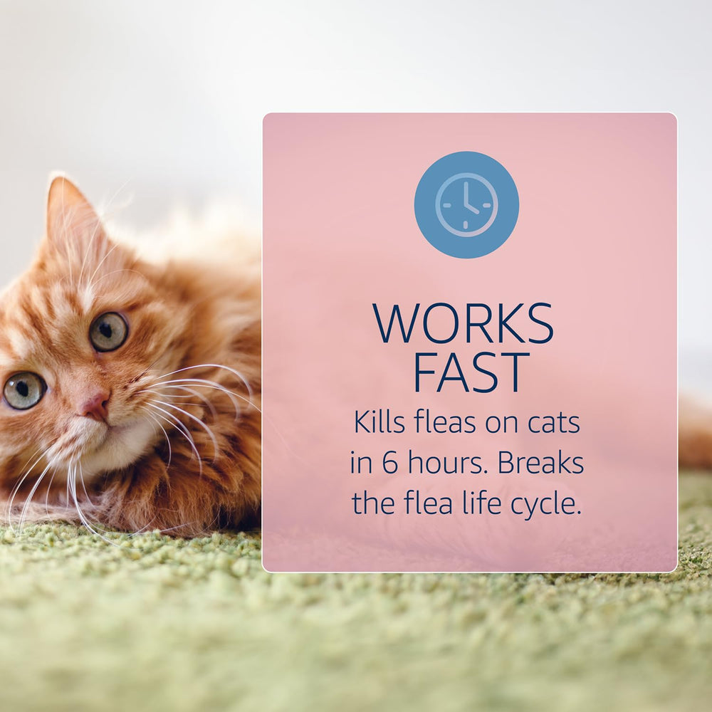 Catego for Cats fragrance-free formula for sensitive noses.
