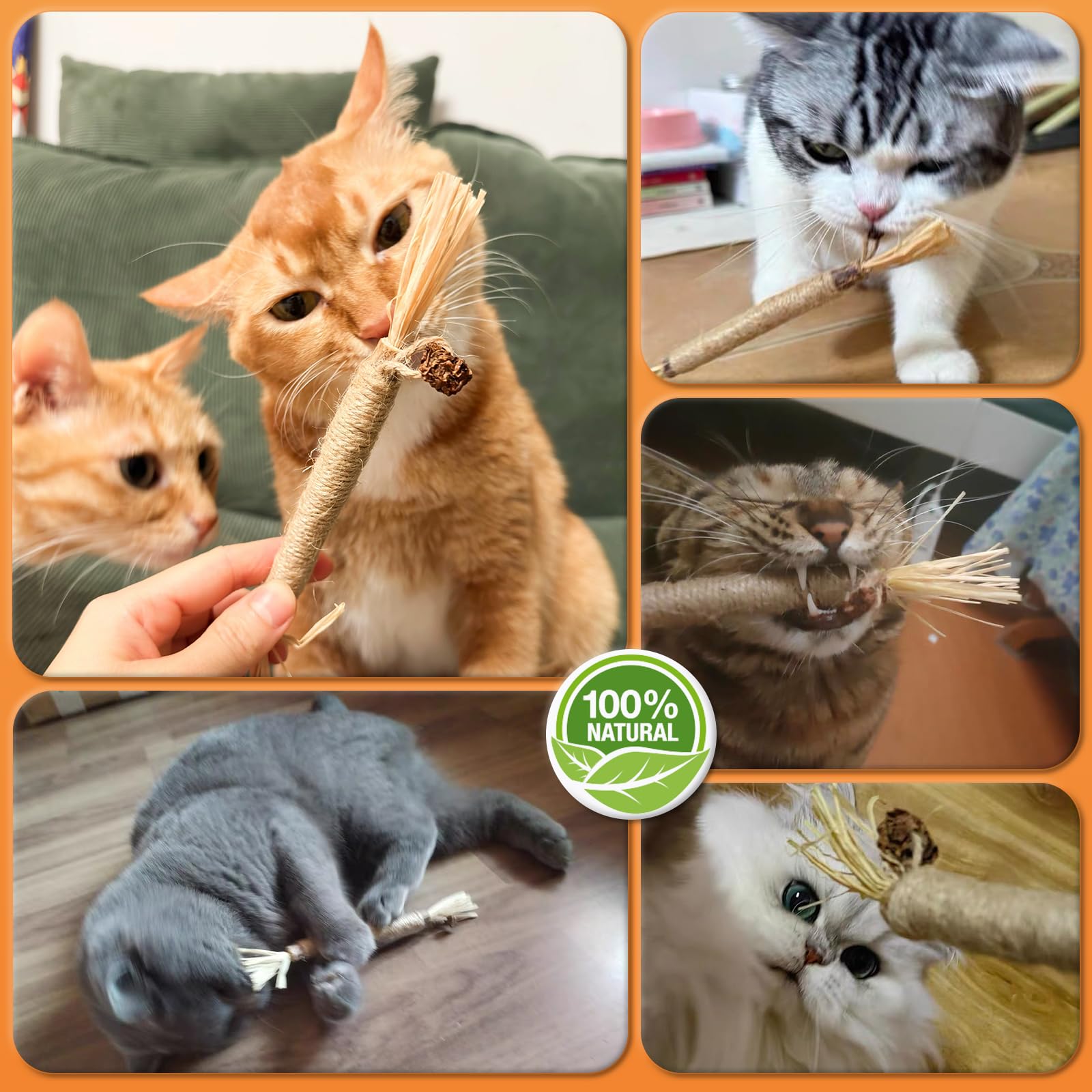 Happy cat enjoys playful moments with Caticalife sticks