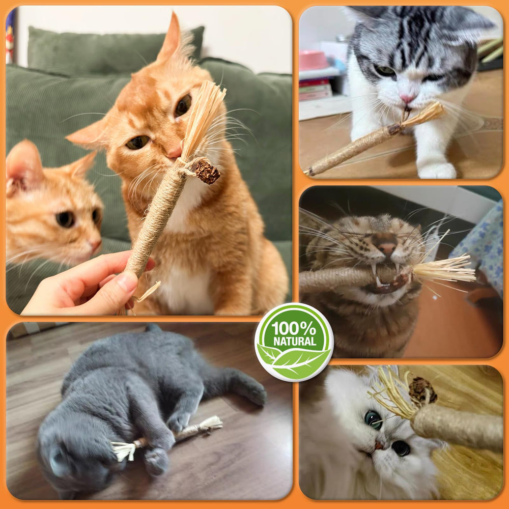 Happy cat enjoys playful moments with Caticalife sticks