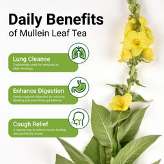 CCnature mullein leaf close-up showing pure, additive-free quality.