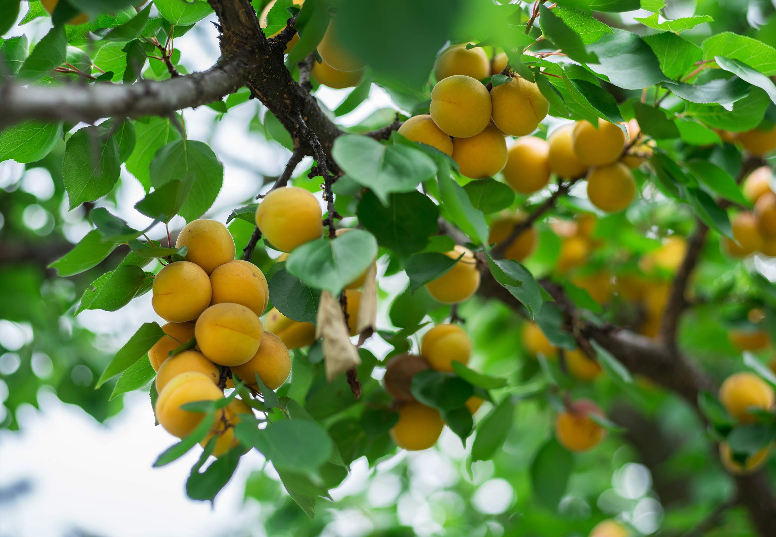 Çerez Pazarı apricots provide Vitamin A and dietary fiber for balance.