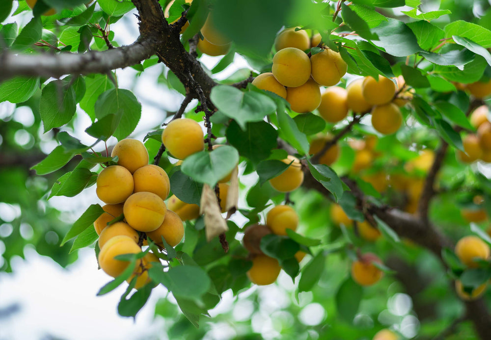Çerez Pazarı apricots provide Vitamin A and dietary fiber for balance.