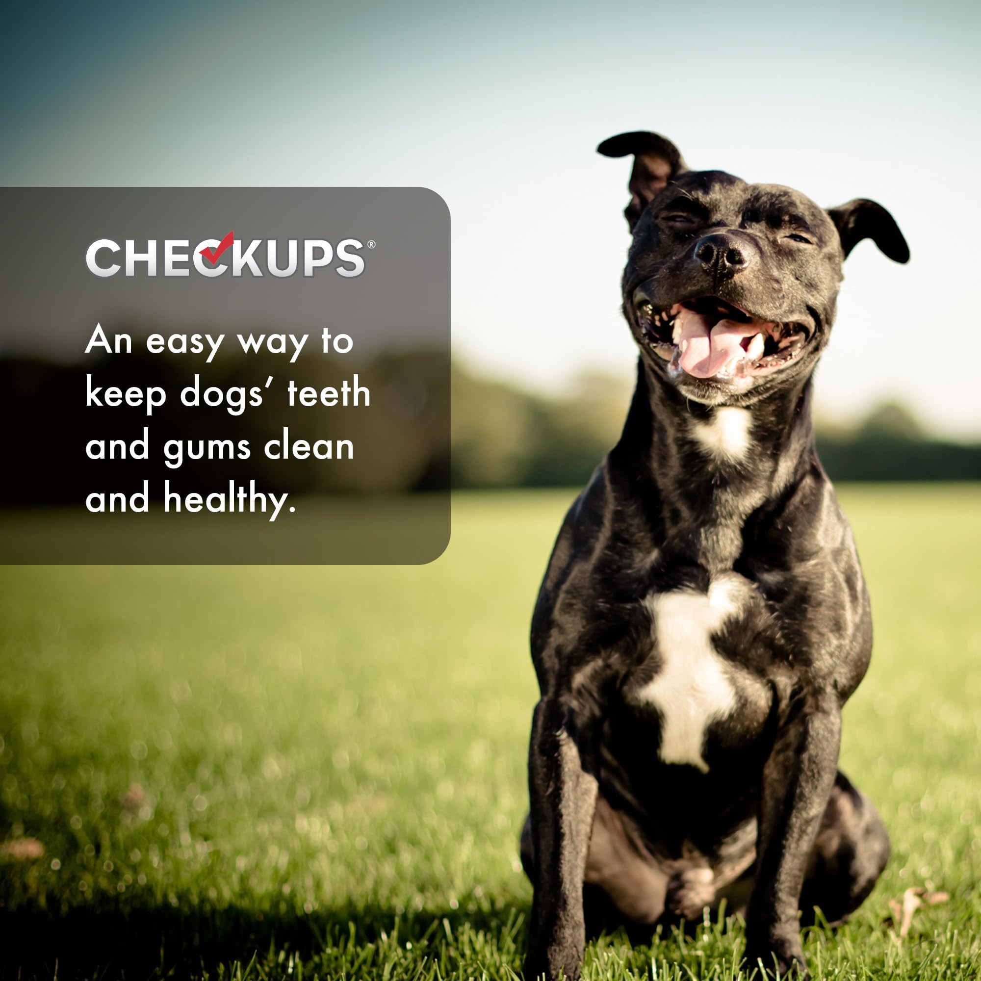Veterinarian-approved Checkups Dental Dog Treats shown for routine oral care.