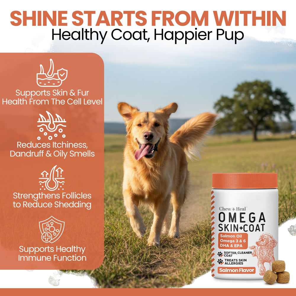 Chew + Heal Labs glossy coat dog image shows healthier-looking fur from balanced omegas.
