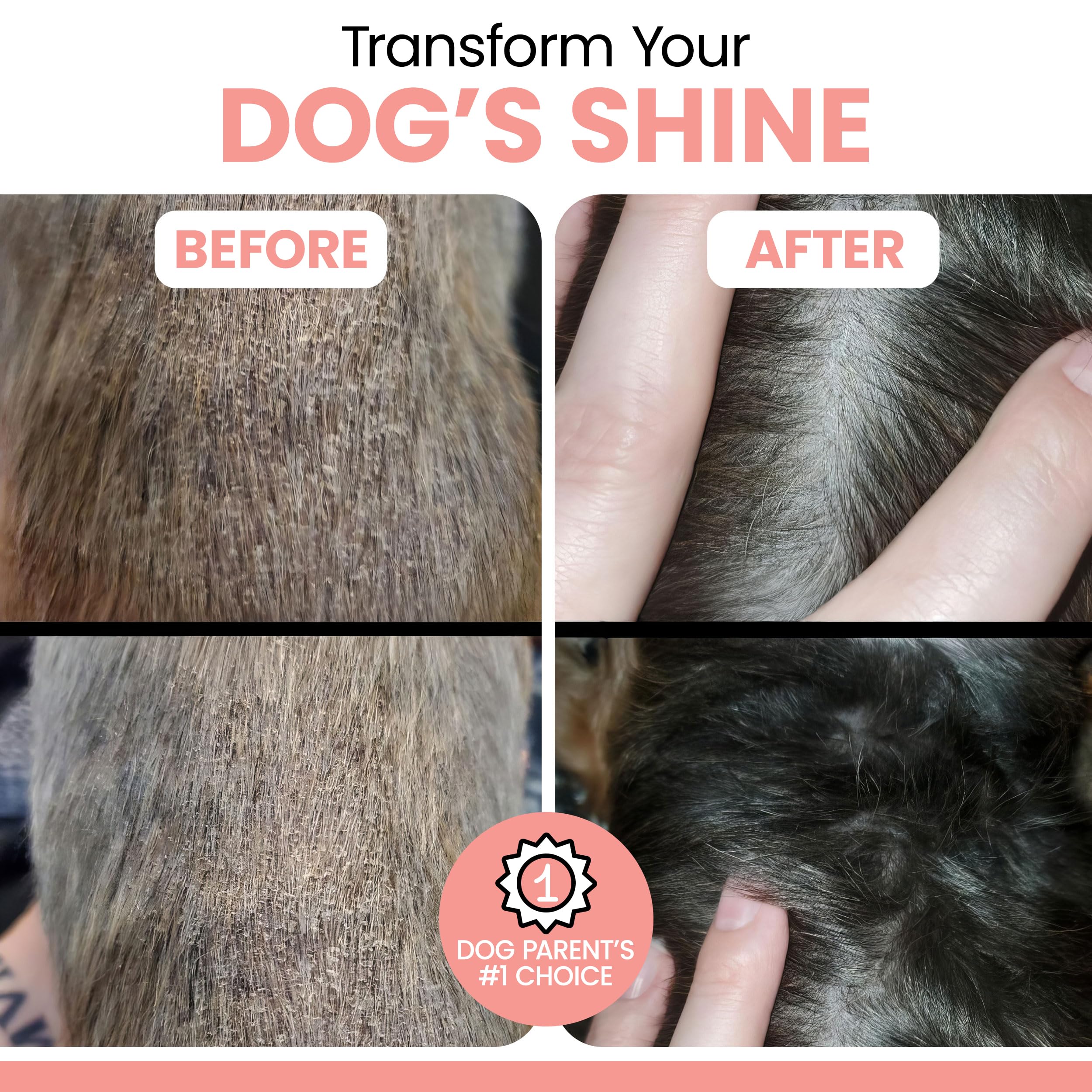Chew + Heal Labs dog enjoys salmon oil drizzled on food for a simple routine.
