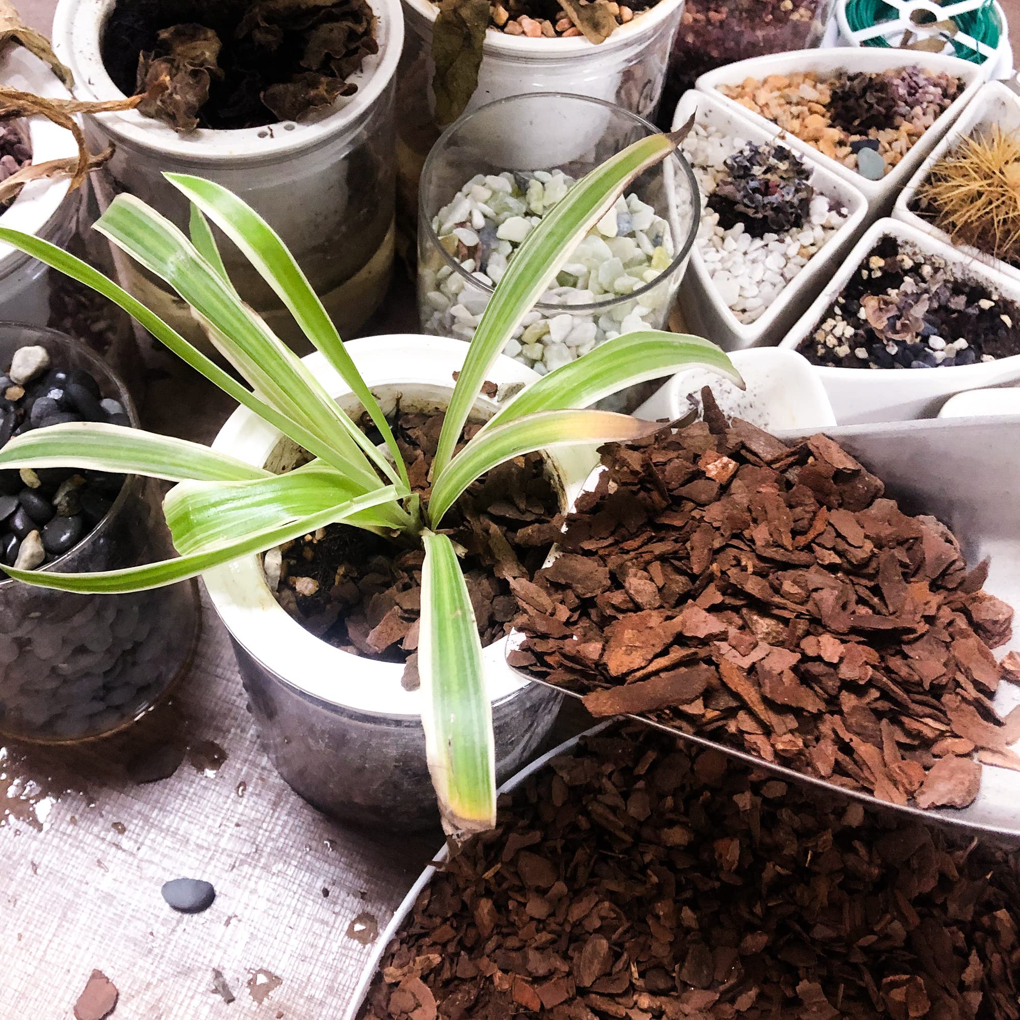 CJGQ bark mulch used as garden soil amendment