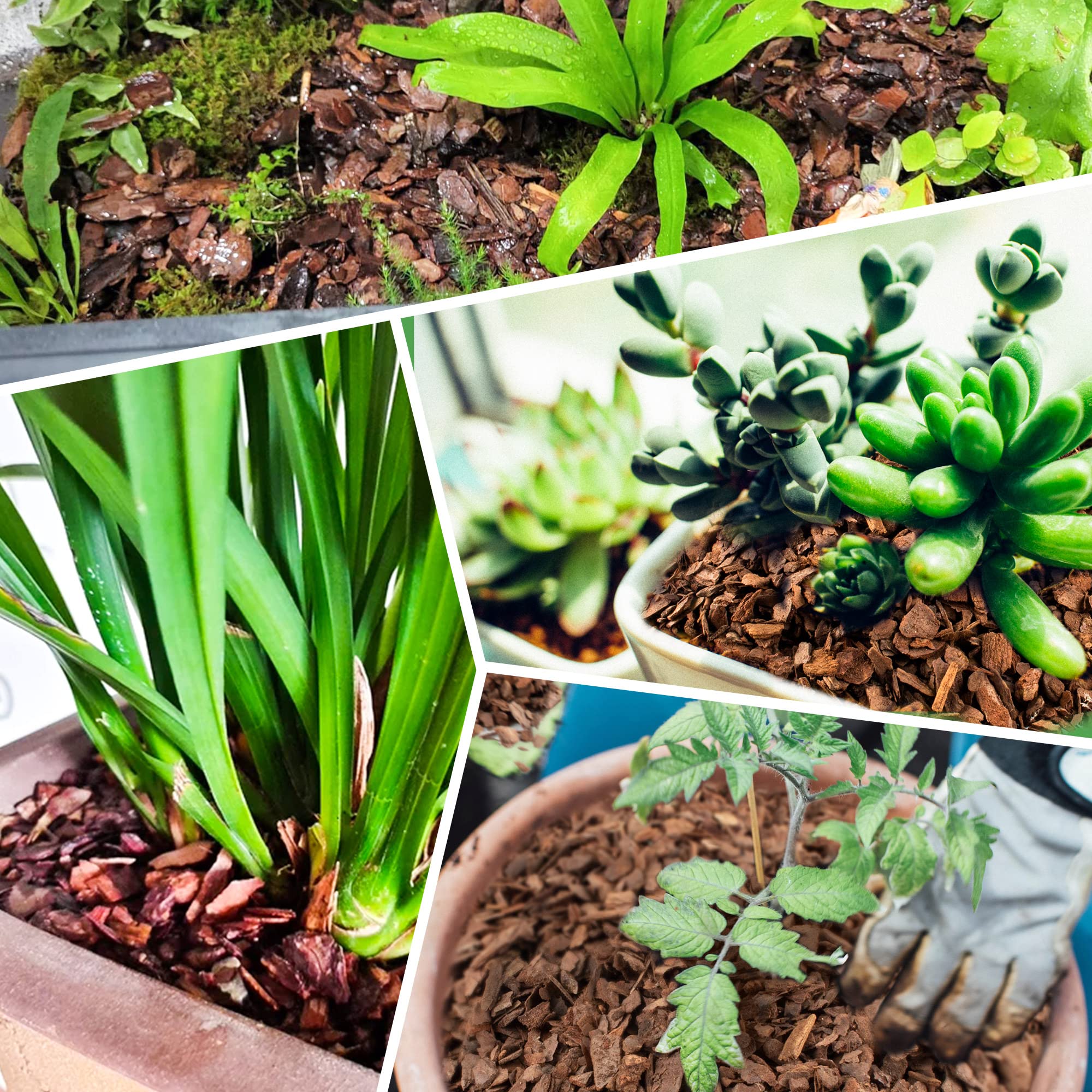 CJGQ natural potting medium provides structure for roots