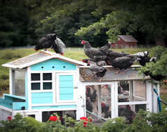 Classic Flock BSFL bulk storage container, keeps larvae fresh