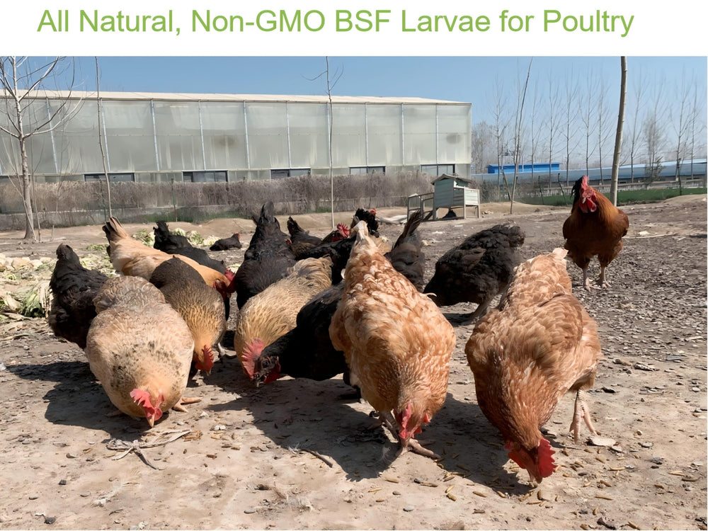 Feeding Classic Flock BSF larvae promotes healthier feathers and vitality