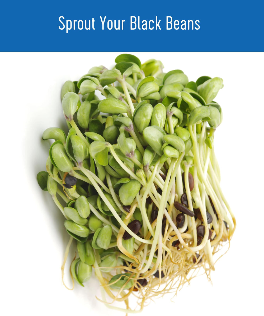 Clear Creek dried black beans close-up, rich texture for flavorful dishes.