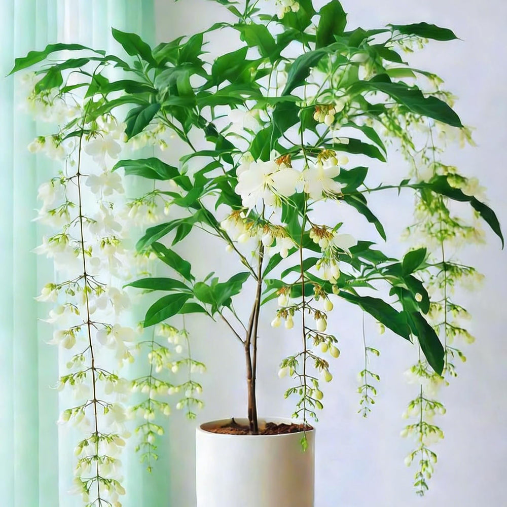 Climbing Jasmine Seeds flowering in the evening for fragrant outdoor ambience.