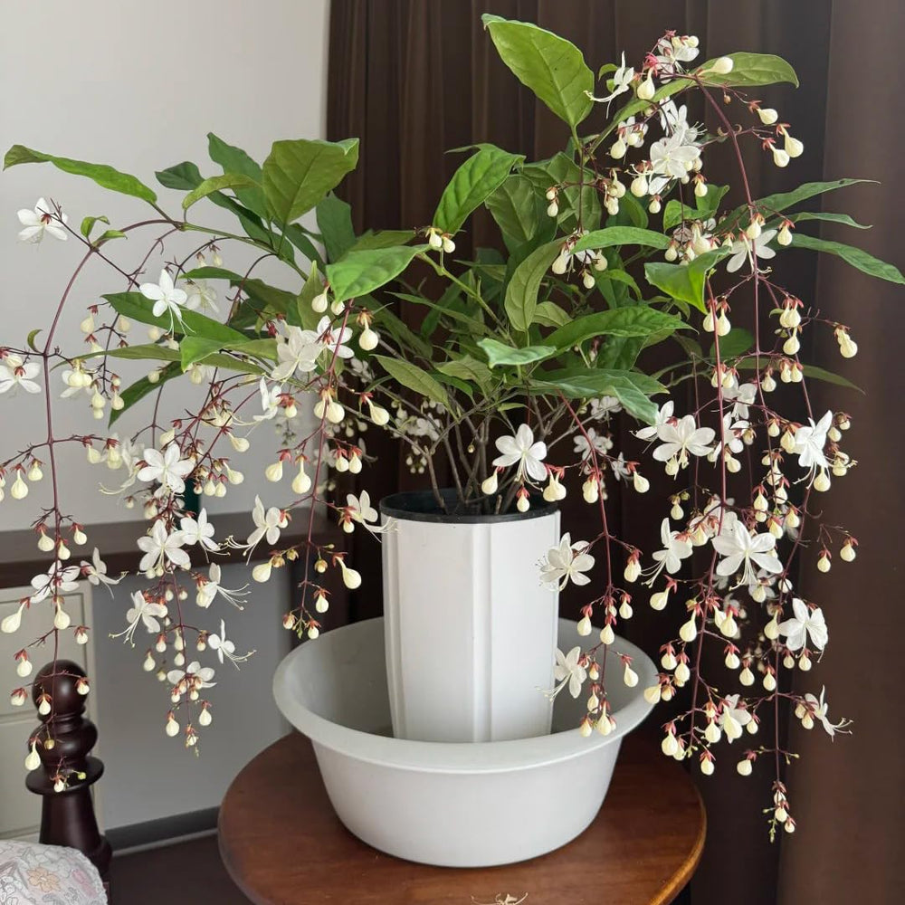 Climbing Jasmine Seeds best in warm climates with sun-loving growth.