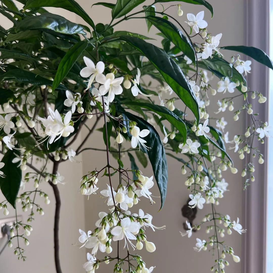 Climbing Jasmine Seeds with white starry blooms and evening fragrance.