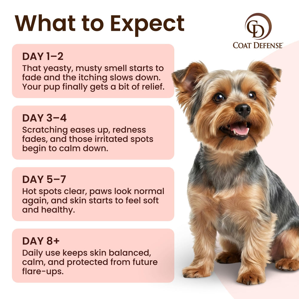 COAT DEFENSE dry shampoo application on a dog coat to refresh between washes
