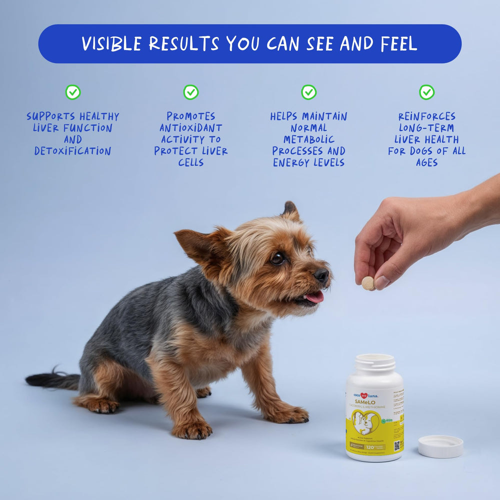 Close-up of dog-friendly chewables illustrating cognition-supporting formula.