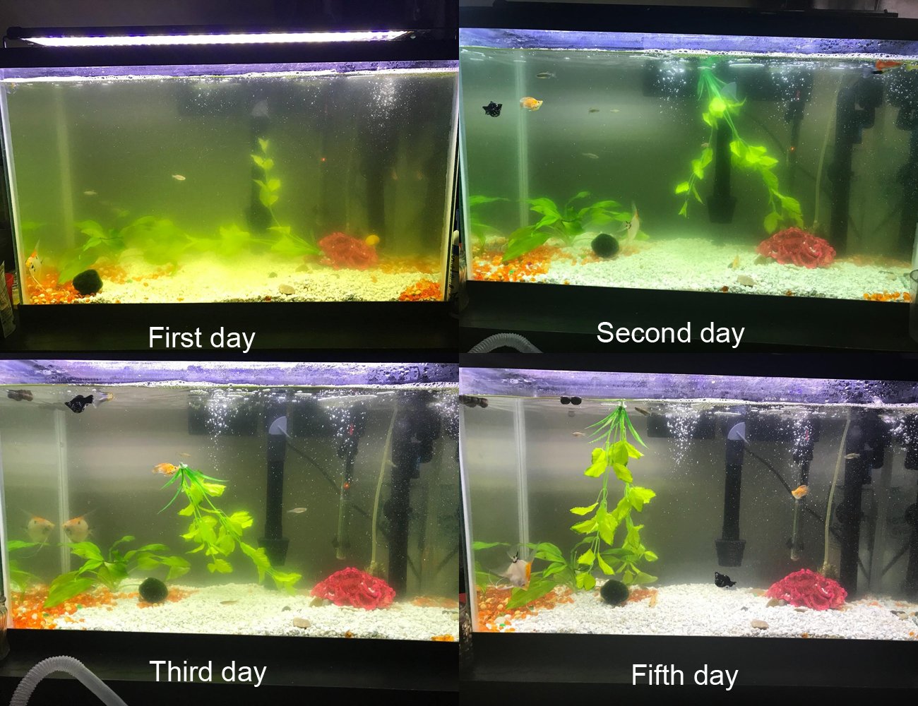 COODIA built-in UV pump providing steady water circulation