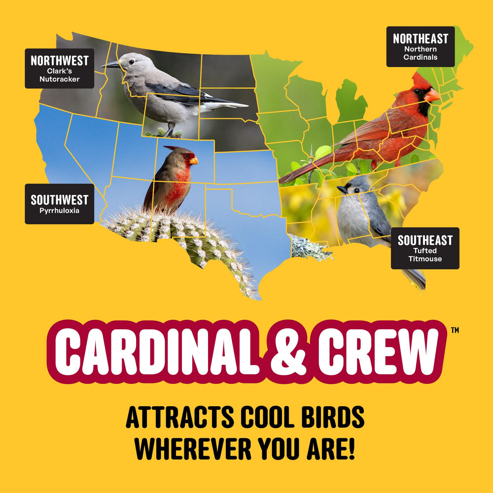 Cool Birds Cardinal & Crew boosts backyard bird activity during a sunny backyard scene