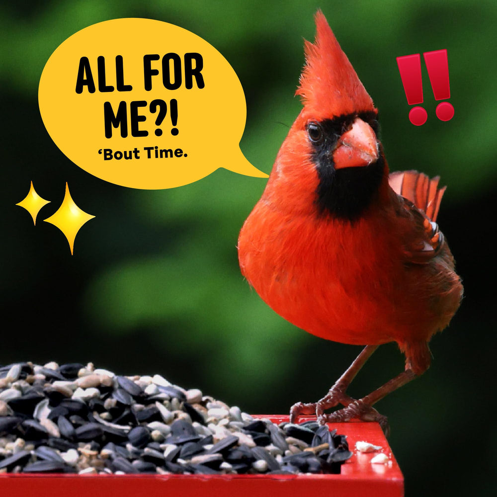 Black oil sunflower seeds featured in the blend, a go-to energy source for backyard birds