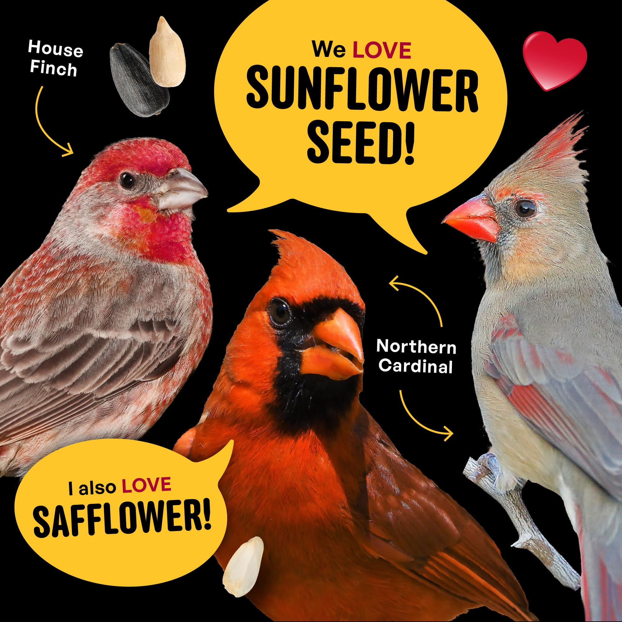Safflower seeds highlighted for attracting cardinals and a variety of backyard songbirds